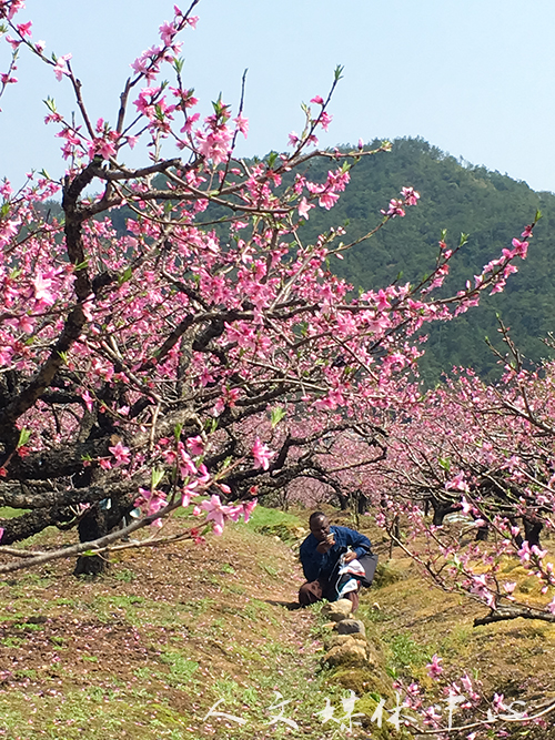 公司职工走进花海 感受江南春景